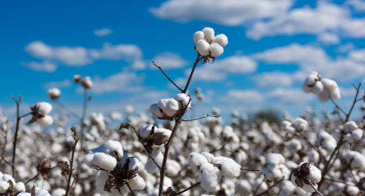 棉花.png